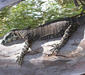 varanus_varius.jpg