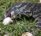 varanus_varius2.jpg