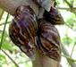 achatina2