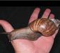 achatina3