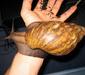 achatina4