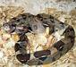 boa_constrictor_linnaeus1