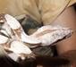 boa_constrictor_linnaeus2