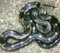 elaphe_obsoleta4