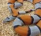 lampropeltis_alterna3