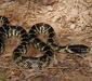 lampropeltis_getula2