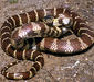 lampropeltis_getula3