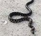 lampropeltis_getula5