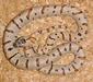lampropeltis_mexicana1