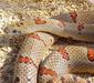 lampropeltis_mexicana2