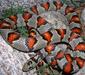 lampropeltis_mexicana3
