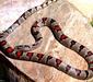 lampropeltis_mexicana4