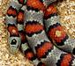 lampropeltis_mexicana5