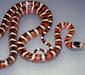 lampropeltis_pyromelana1