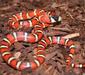 lampropeltis_pyromelana2