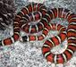lampropeltis_pyromelana5