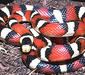 lampropeltis_pyromelana6