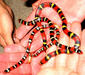 lampropeltis_triangulum1