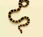 lampropeltis_triangulum2
