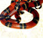 lampropeltis_triangulum5