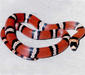 lampropeltis_triangulum6