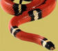 lampropeltis_triangulum_sinaloe2