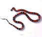 lampropeltis_triangulum_sinaloe5