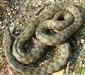 natrix_tessellata1