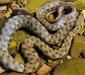 natrix_tessellata2
