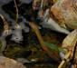 natrix_tessellata4