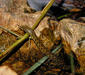 natrix_tessellata5