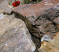 natrix_tessellata6