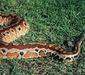 python_curtus3