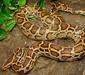 python_molurus1