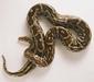python_molurus2