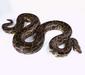 python_molurus4