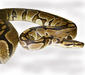 python_regius1