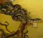python_regius2