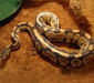 python_regius5