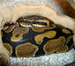 python_regius6