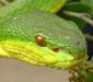 trimeresurus_albolabris_gray1